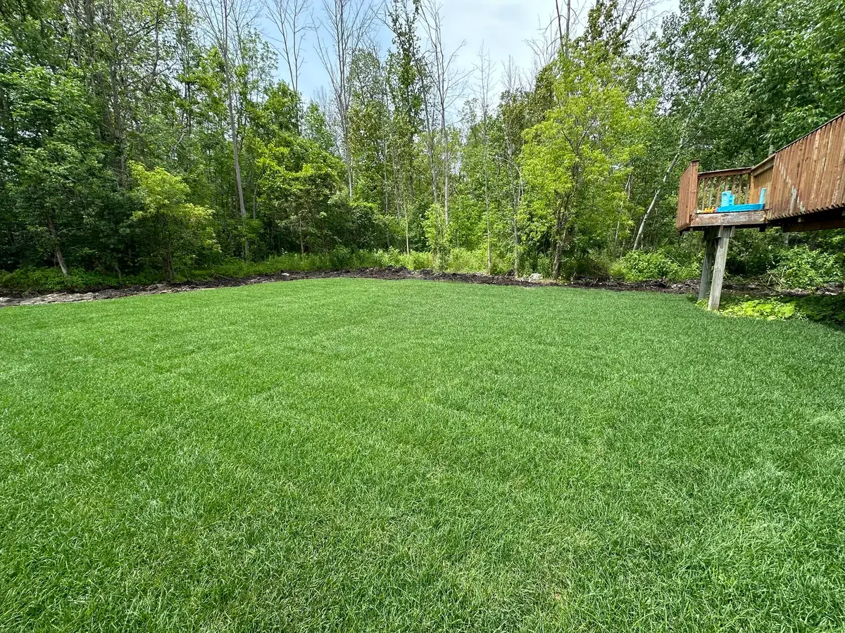 Yard Cleaning photo 5